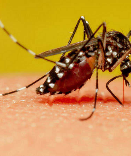 mosquito trasmisor de enfermedades