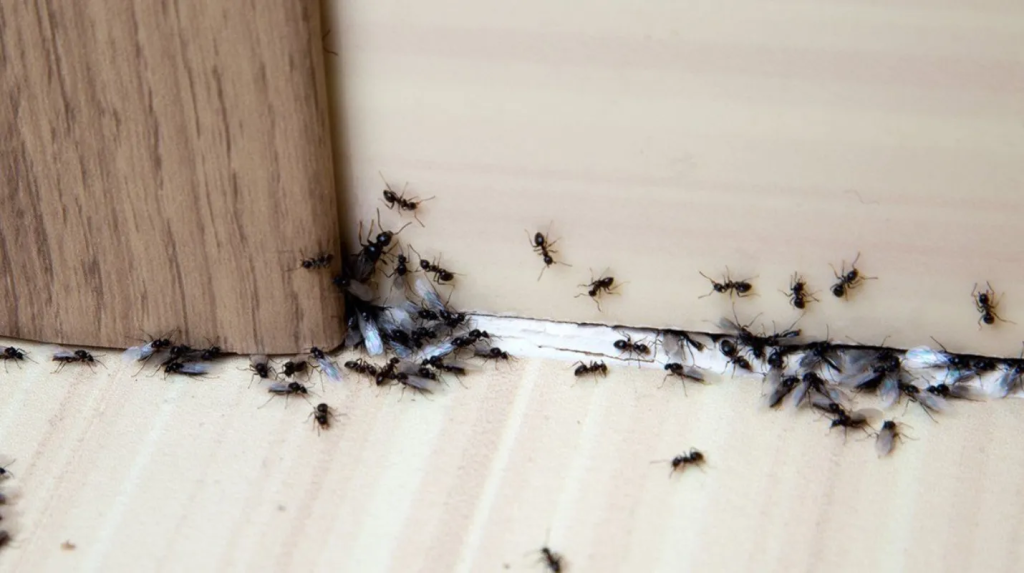 Controla las Hormigas de tu Hogar
