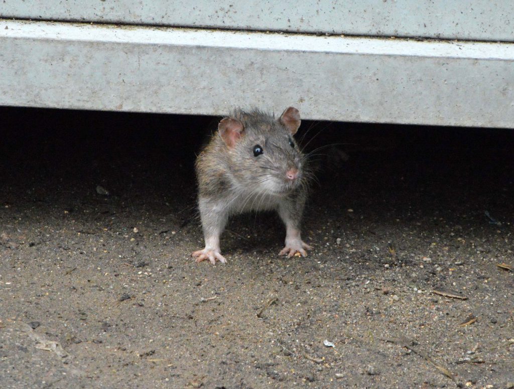 Roedores. rata negra, la rata de alcantarilla y el ratón Mus.